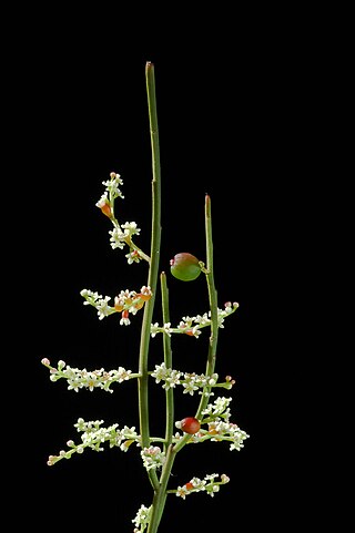 <i>Leptomeria drupacea</i> Species of flowering plant