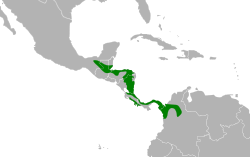 Leptotila cassinii map.svg