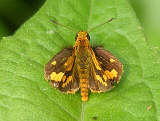 <i>Potanthus omaha</i> Species of butterfly