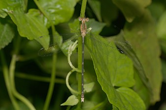 Emerald Spreadwing Lestes elatus female