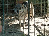 Deutsch: Bärenreservat Zărnești: Wolf-Hund-Mischling Hera English: Libearty Bear Sanctuary: Wolf dog halfbreed Hera