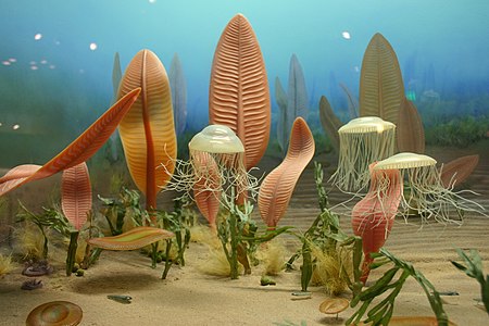 Artist's depiction of life on the ocean floor as it may have appeared prior to the evolution of corals
- Smithsonian Institution Life in the Ediacaran sea.jpg