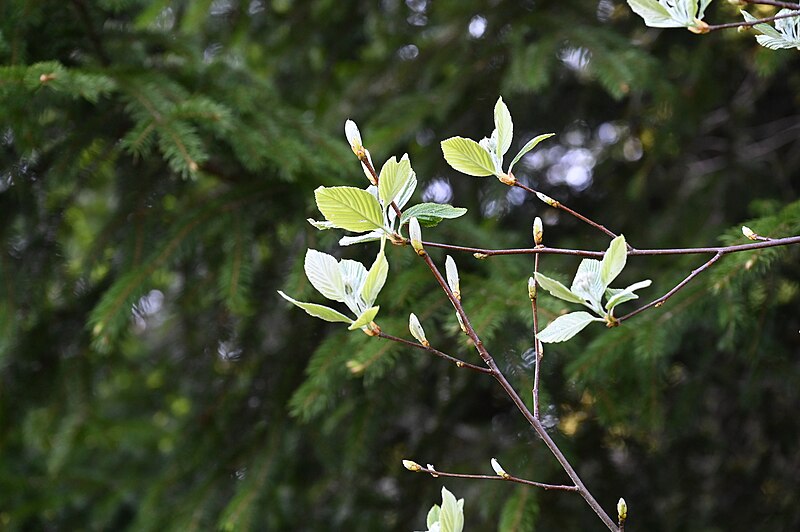 File:Light leaves close.jpg