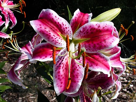 Лилия прекрасная рубрум. Лилия speciosum rubrum. Speciosum Uchida Лилия. Лилия рубрум Учида. Лилия рубрум Учида видовая.