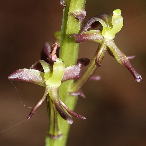 File:Liparis nervosa (flower s5).jpg