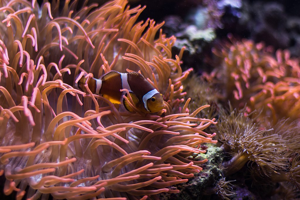 Poisson clown à l'Océanarium de Lisbonne - Photo de Bobo Boom