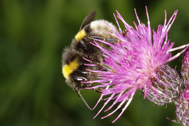 File:Liten jordhumle (Bombus lucorum) (4938962112).jpg