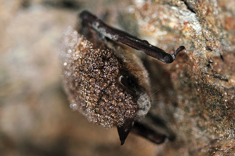 File:Little brown bat white-nose syndrome on muzzle, nose (5751822293).jpg