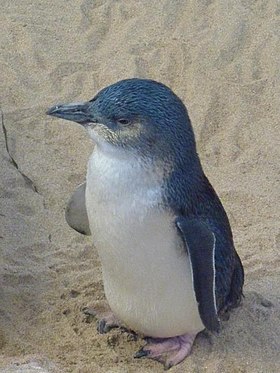 Little penguin at Penguin Island.jpg