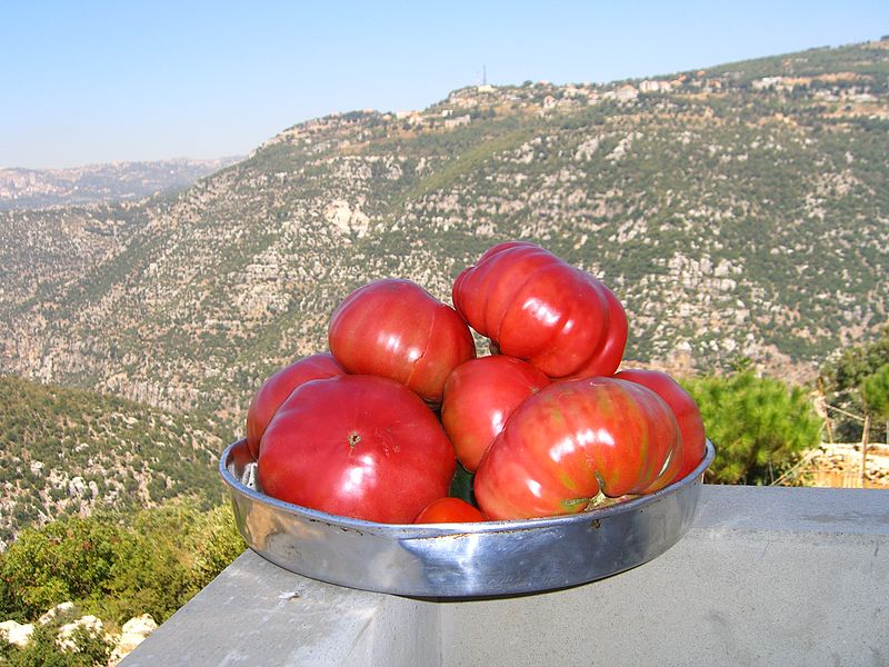 File:Locally grown tomatoes with the valley in the background.JPG