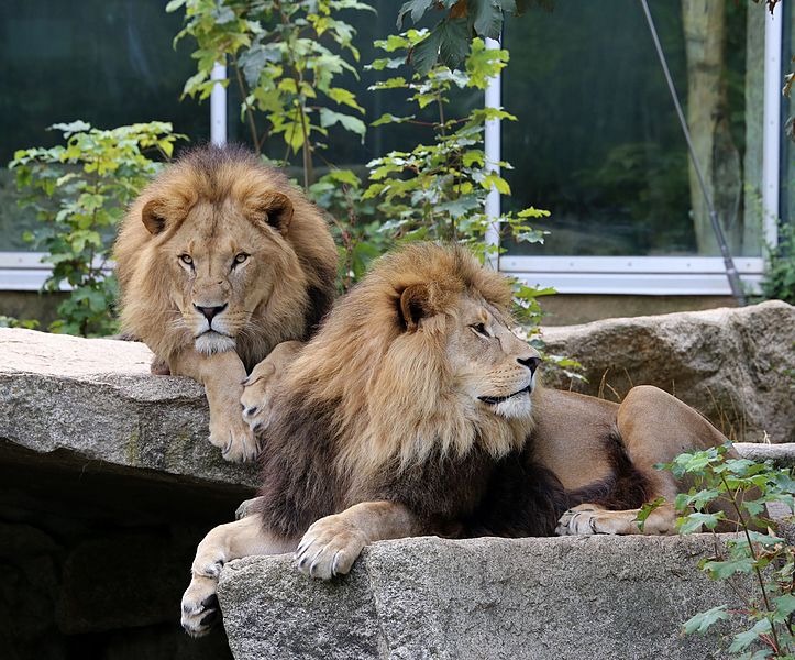 File:Loewe Panthera leo Tierpark Hellabrunn-15.jpg