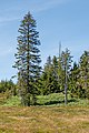 * Nomination Dead and sick trees, Lothar Path, Black Forest National Park --Llez 05:24, 20 August 2020 (UTC) * Promotion  Support Good quality. --Podzemnik 05:37, 20 August 2020 (UTC)