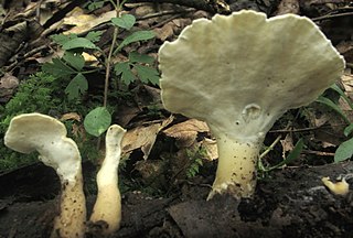 <i>Loweomyces</i> genus of fungi