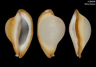 <i>Lunovula superstes</i> Species of gastropod