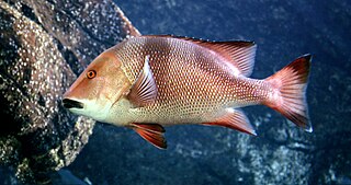 <i>Lutjanus sebae</i> Species of fish