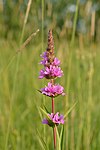 Lythrum salicaria - харилик кукесаба.jpg