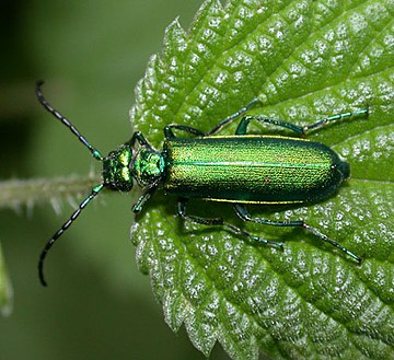 Lytta vesicatoria