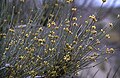 flowering branches, Karakum