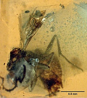 <i>Haidomyrmodes</i> Extinct genus of ants