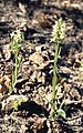 Dactylorhiza markusii