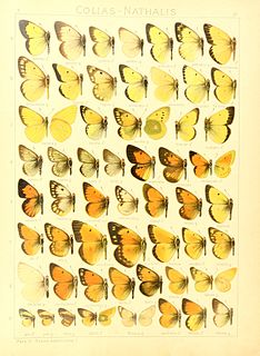 <i>Colias nastes</i> Species of butterfly
