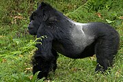 Black gorilla