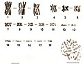 Male karyotype and female metaphase complement of Uraeotyphlus interruptus - CompCytogen-007-011-g002.jpeg