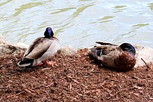 Ducks Unlimited Canada - Wikipedia