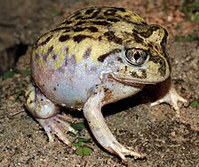 Mallee Spadefoot Toad (Neobatrachus pictus) (8745696827).jpg