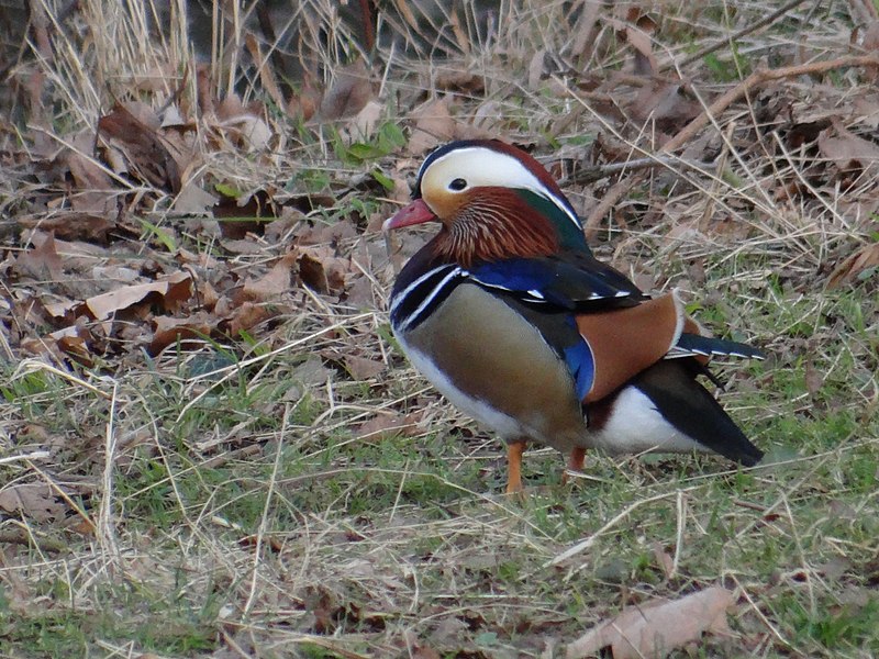 File:Mandarin duck - geograph.org.uk - 4402459.jpg