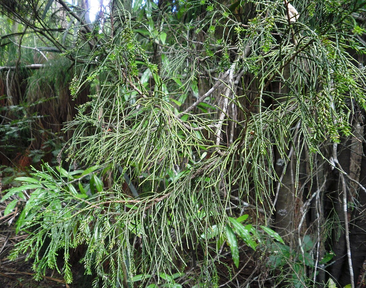 Manoao colensoi