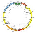 Map of the human mitochondrial genome.svg