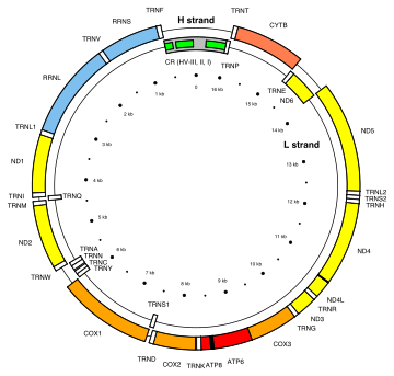 线粒体DNA