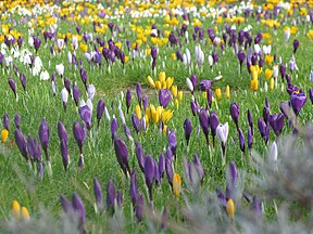 Spring flowers