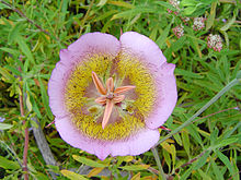 Frankin Canyon.jpg-da Mariposa Lily