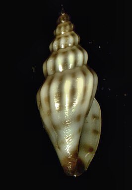 Antiguraleus adcocki