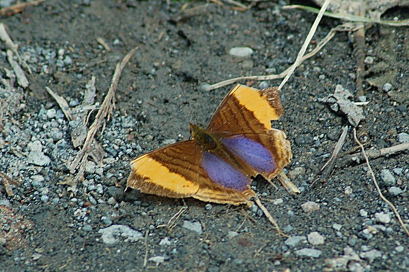 File:Marpesia corinna (Orange-edged Daggerwing) 2015-06-14 (1) (38521230200).jpg