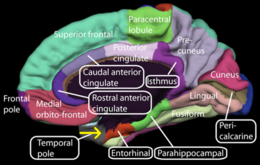 Medial surface of cerebral cortex - entorhinal cortex.png