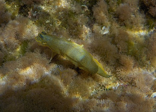 Meeresschnecke ohne Gehäuse in Palinuro/Italien (Mittelmeer)