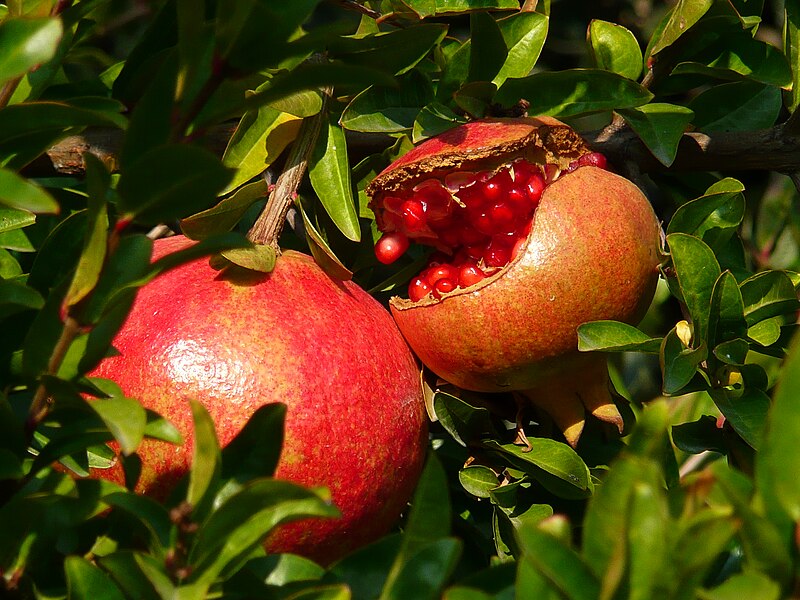 File:Melagrane (Punica granatum).jpg