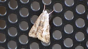 Melipotis jucunda - Merry Melipotis Moth (9694855879).jpg