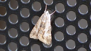 <i>Melipotis jucunda</i> Species of moth