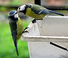 Foto de um casal sentado em uma lata branca, compartilhando comida.