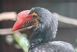Mindanao-Hornvogel.JPG