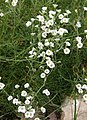 Minuartia circassica