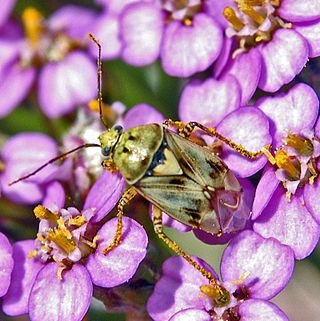 <i>Lygus gemellatus</i> Species of true bug