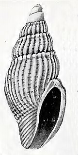 <i>Mitromorpha multicostata</i> Species of gastropod