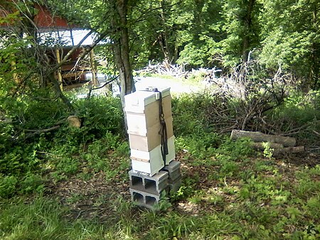 A modwarré hive with an added box.