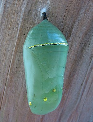 Cocoon of a Monarch Butterfly (on the leg of a...