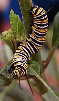 Caterpillar - Simple English Wikipedia, the free encyclopedia